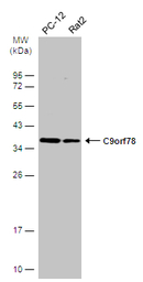 C9orf78 antibody [N1C2]