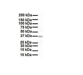 KCNAB2 antibody, C-term