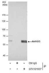 AKT antibody [N3C2], Internal