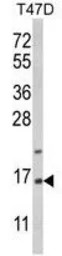 PEA15 antibody, C-term