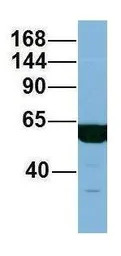 C17ORF71 antibody, Internal