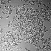 shengyou鼠尾胶原蛋白包被pc-12细胞生长照片