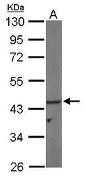 PGK1 antibody