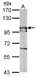 BOP1 antibody [N3C3]