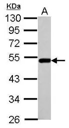 BLMH antibody [N1C1]