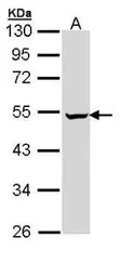 PUS1 antibody [N2C3]