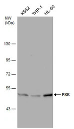 PXK antibody [N2C2], Internal