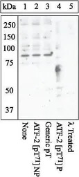 ATF2 (phospho Thr71) antibody