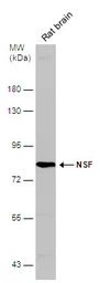 NSF antibody [N3C3]