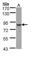 BBS7 antibody [N3C2], Internal