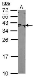 XRCC2 antibody [N1N3]