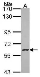 NLK antibody [N3C3]