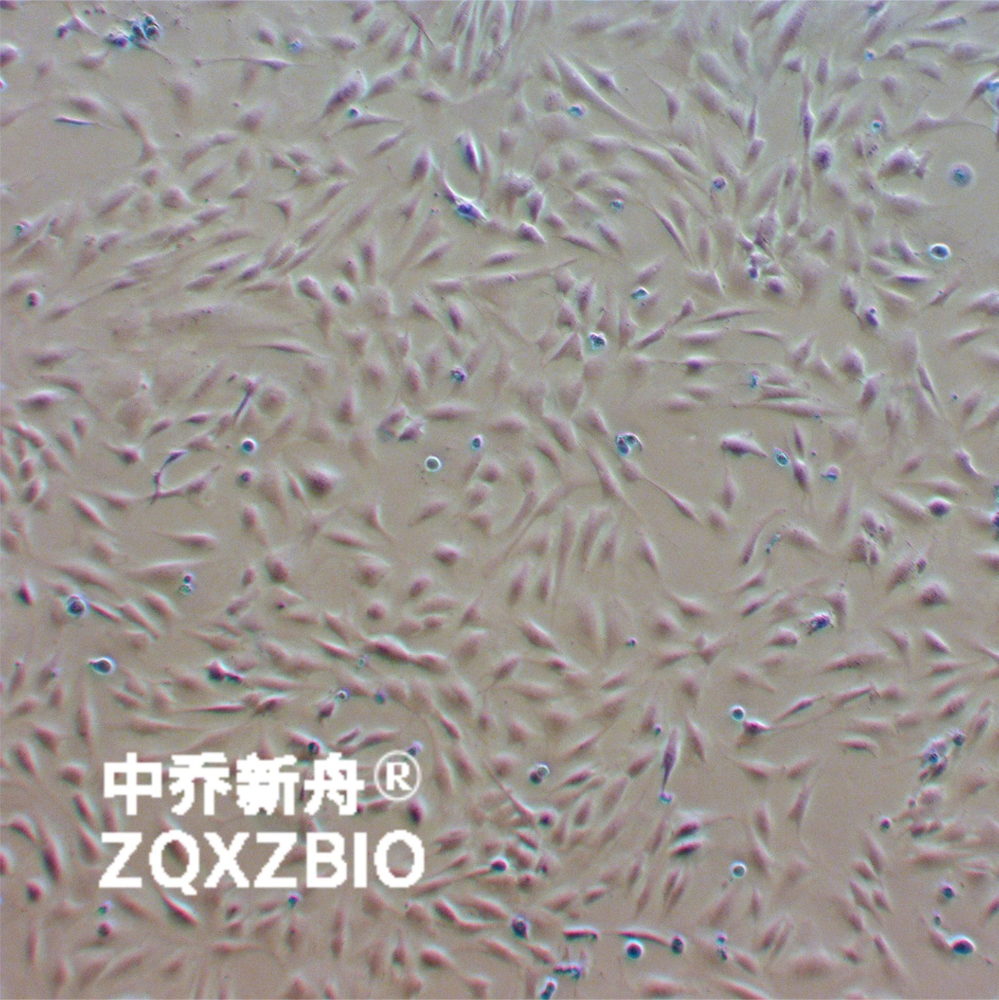 人软骨细胞-永生化