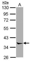 Annexin VIII antibody [N1C2]