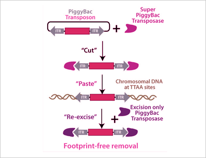 转基因小鼠丨转基因大鼠