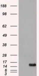 FGF1 antibody [4D2]