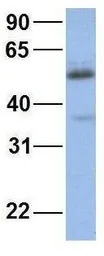 CYP2C19 antibody, Internal