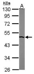PUS1 antibody [N2C3]