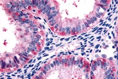 5-HT2C receptor antibody