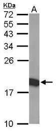THOC7 antibody