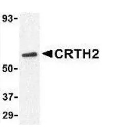 GPR44 antibody, N-term