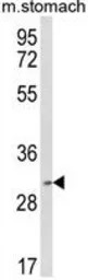SC35 antibody, Internal