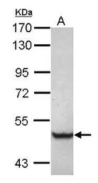 TRIM68 antibody [C1C3]
