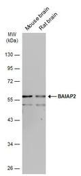 BAIAP2 antibody