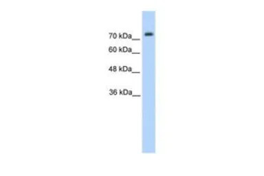 PANX2 antibody, N-term
