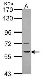 Vanin 1 antibody [N3C3]