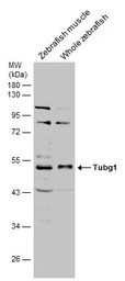 Tubg1 antibody