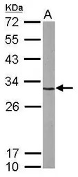 CDK5 antibody [C2C3], C-term