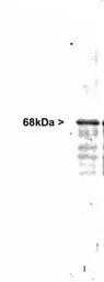 NF-L antibody