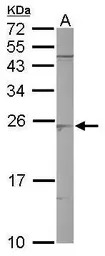 SAR1B antibody