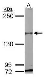 PASK antibody [C2C3-2], C-term