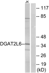 DGAT2L6 antibody