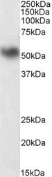 LSP1 antibody, C-term
