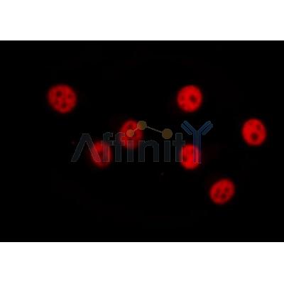 AF0358 c-MYC Antibody - N-terminal IF/ICC 293