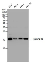 Histone H3 antibody