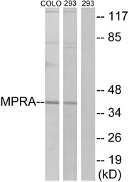 MPRA antibody