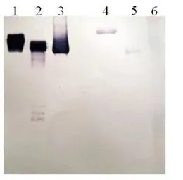 Plasminogen antibody [9F9-C4]