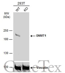 DNMT1 antibody [N1], N-term