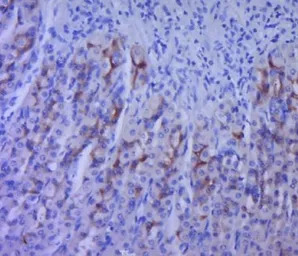 5-HT2A receptor antibody