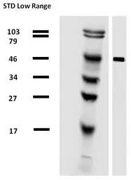alpha Tubulin antibody [TU-01]