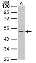 Cytokeratin 15 antibody