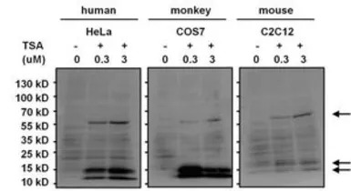 Acetyl Lysine antibody [1C6]