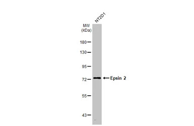 Epsin 2 antibody [N1C1]