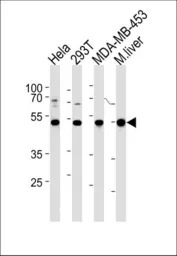 GSS antibody, C-term