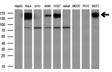L1CAM antibody [2C7]