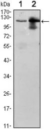 UBE1L antibody [5B10]